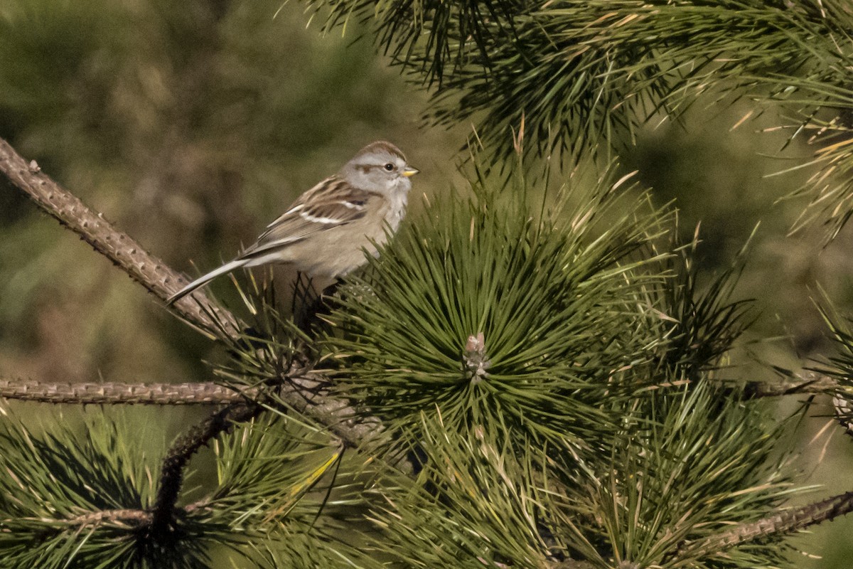American Tree Sparrow - ML390792021