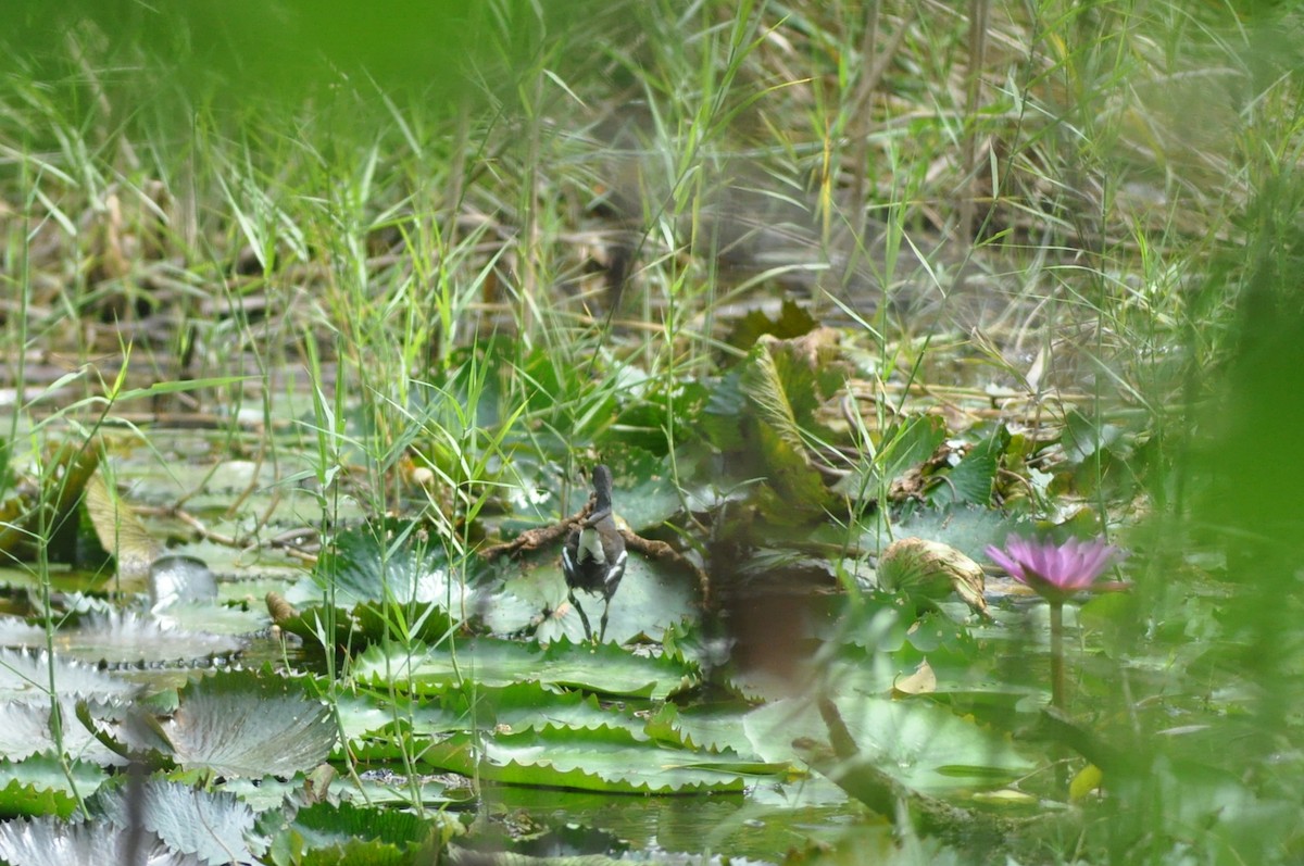 Eurasian Moorhen - ML390792231