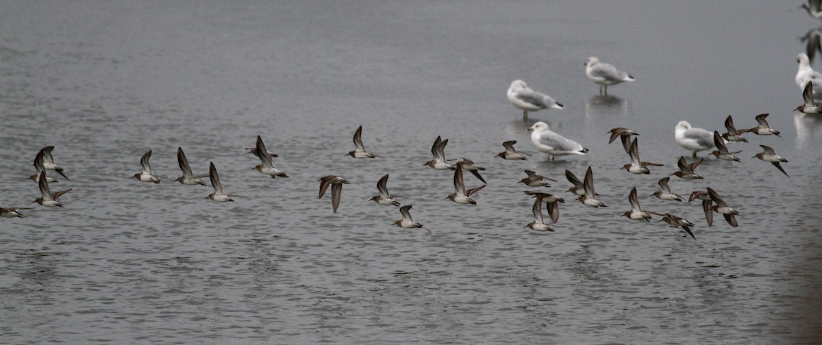 Pectoral Sandpiper - ML39079251