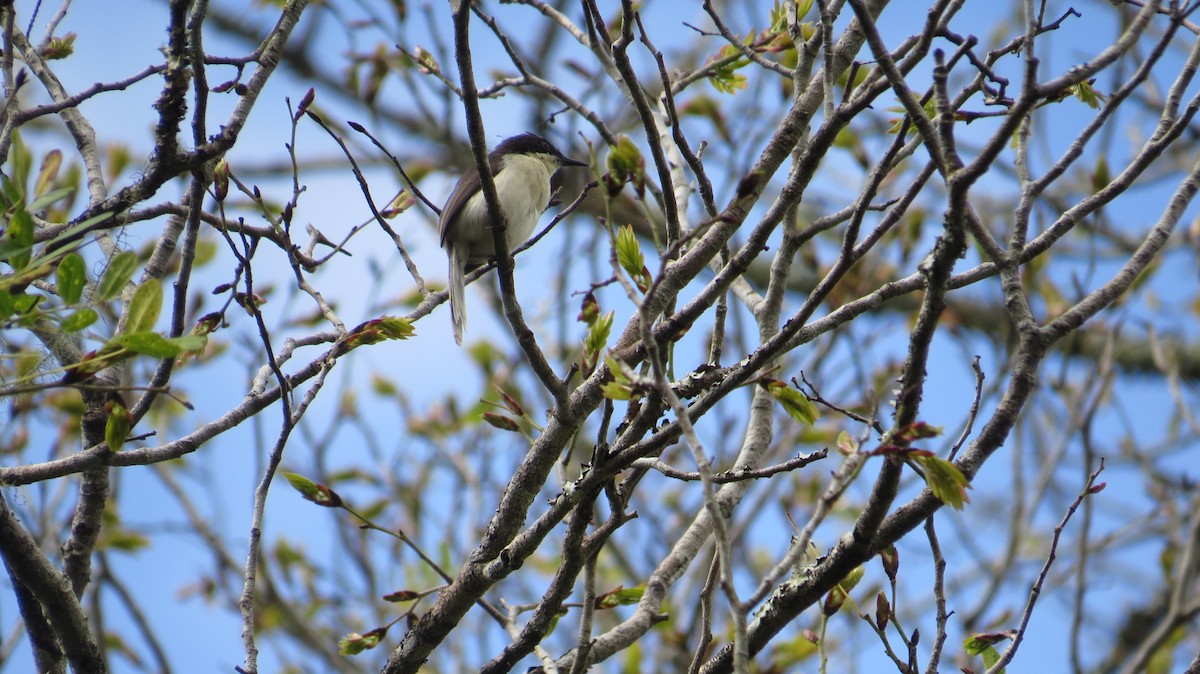 Black-headed Apalis - ML390793001