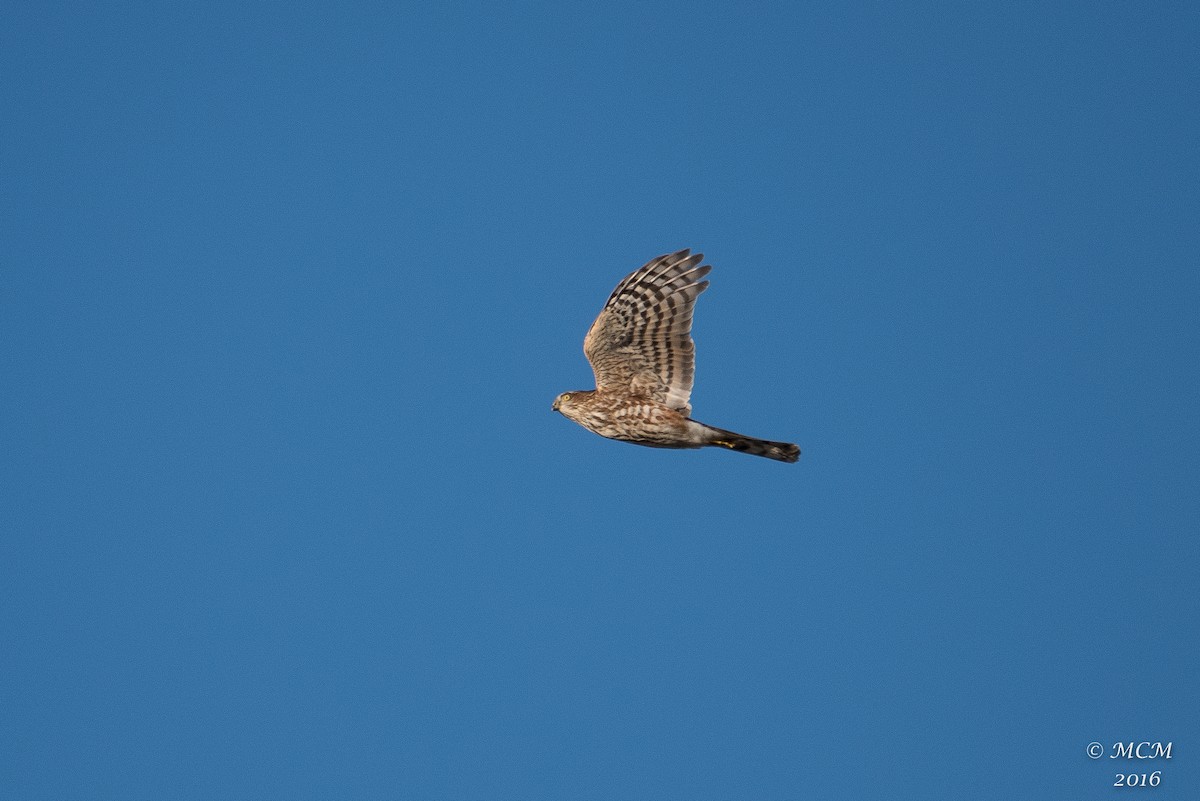 Sharp-shinned Hawk - Mary Catherine Miguez