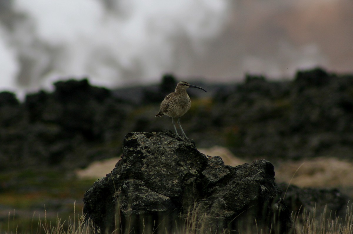 Whimbrel (European) - ML390794641