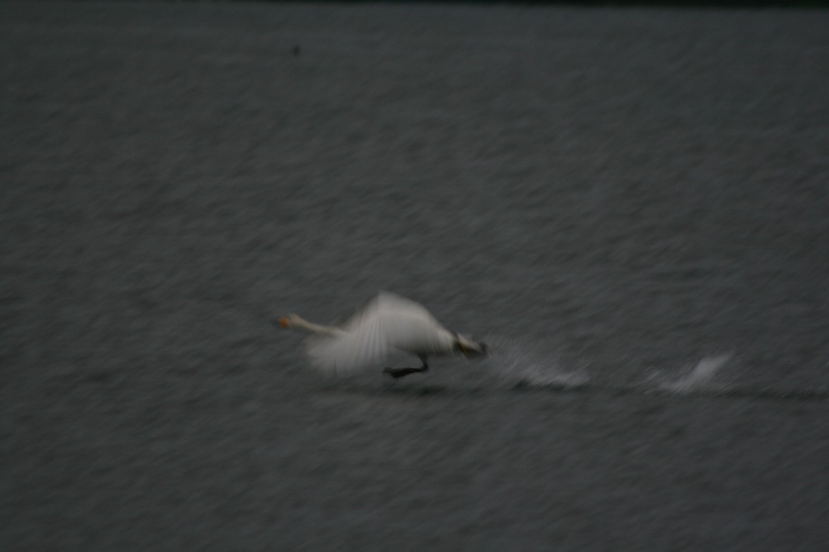 Whooper Swan - ML390794741