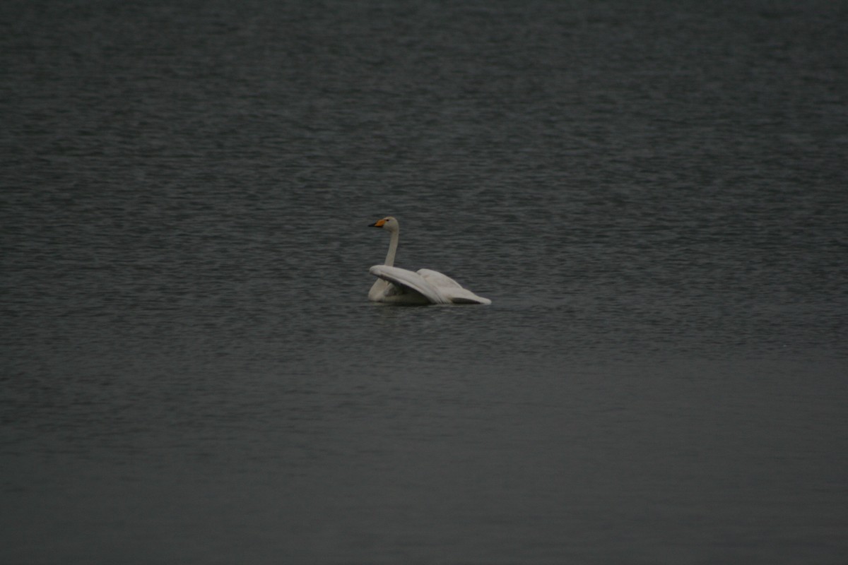 Whooper Swan - ML390794781