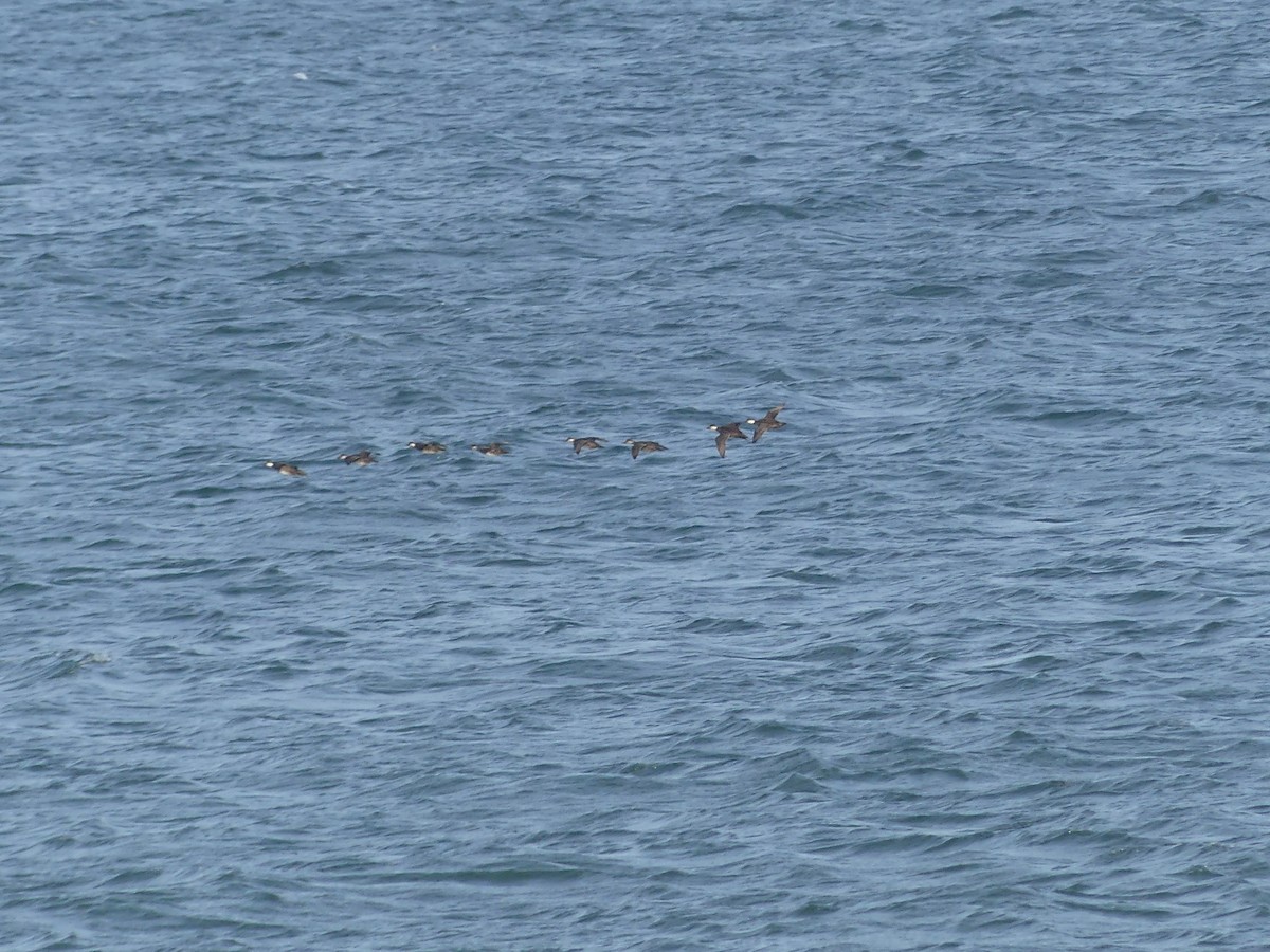 eBird Checklist - 18 Nov 2021 - Salthouse--Shore - 8 species