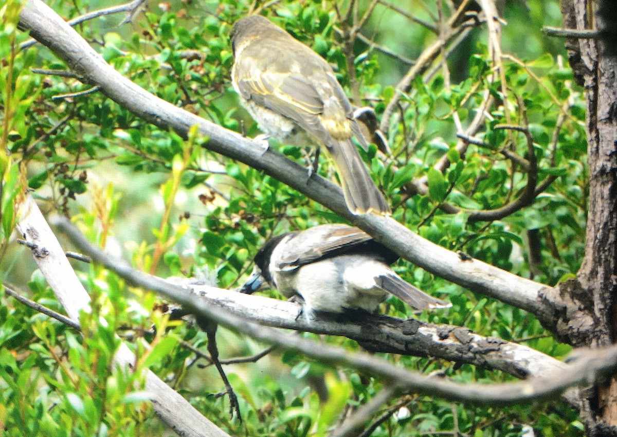 Gray Butcherbird - George Vaughan