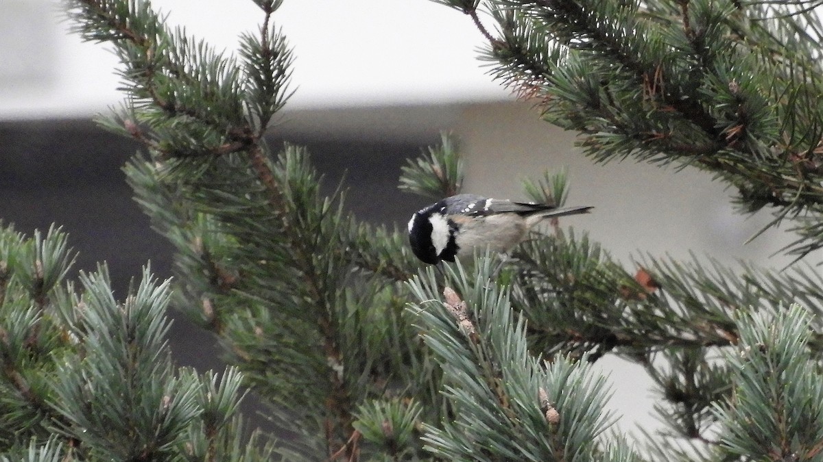 Coal Tit - ML390796311