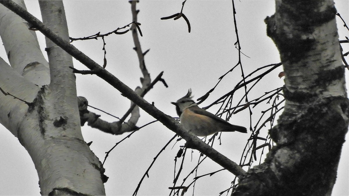 Crested Tit - ML390796321