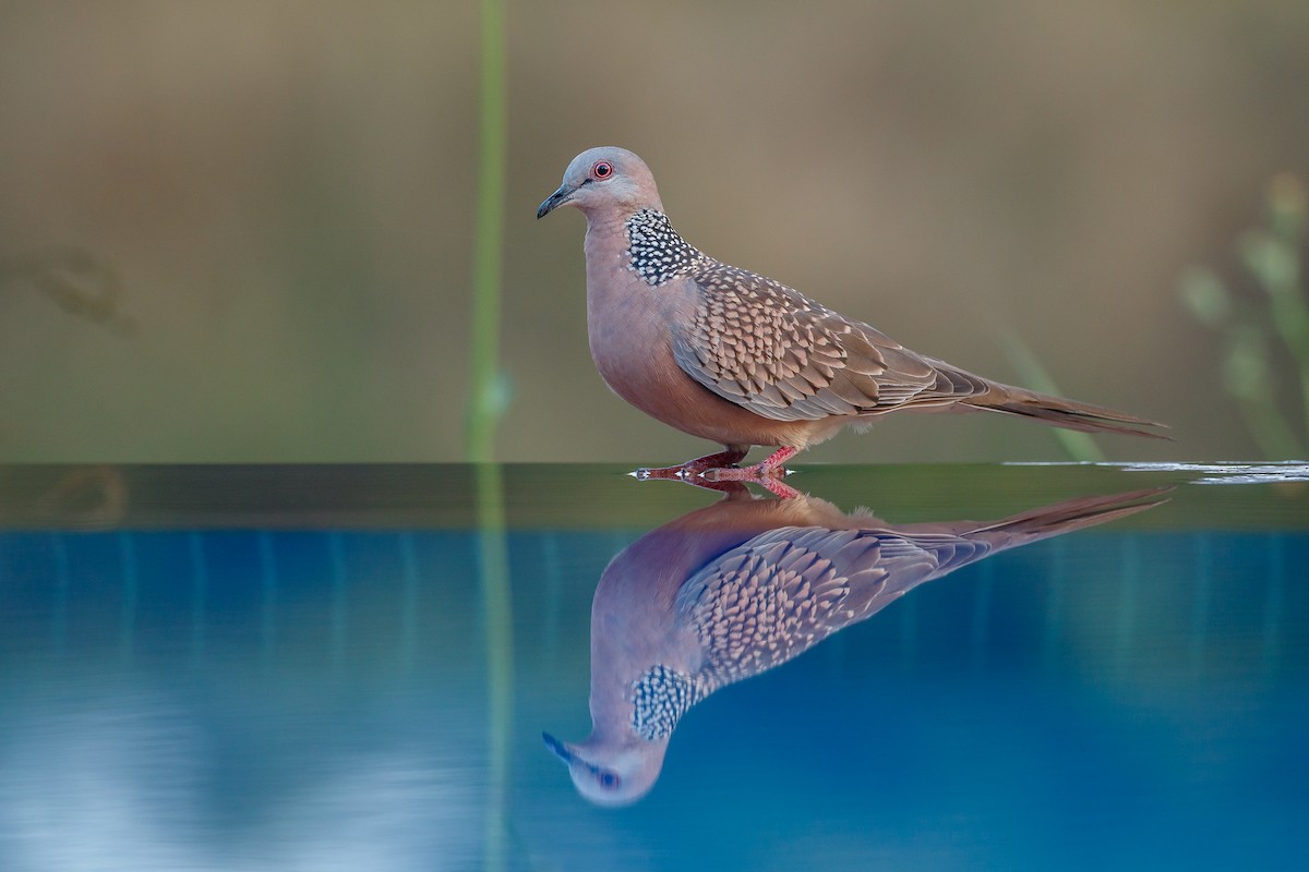 Spotted Dove - Pranad Patil
