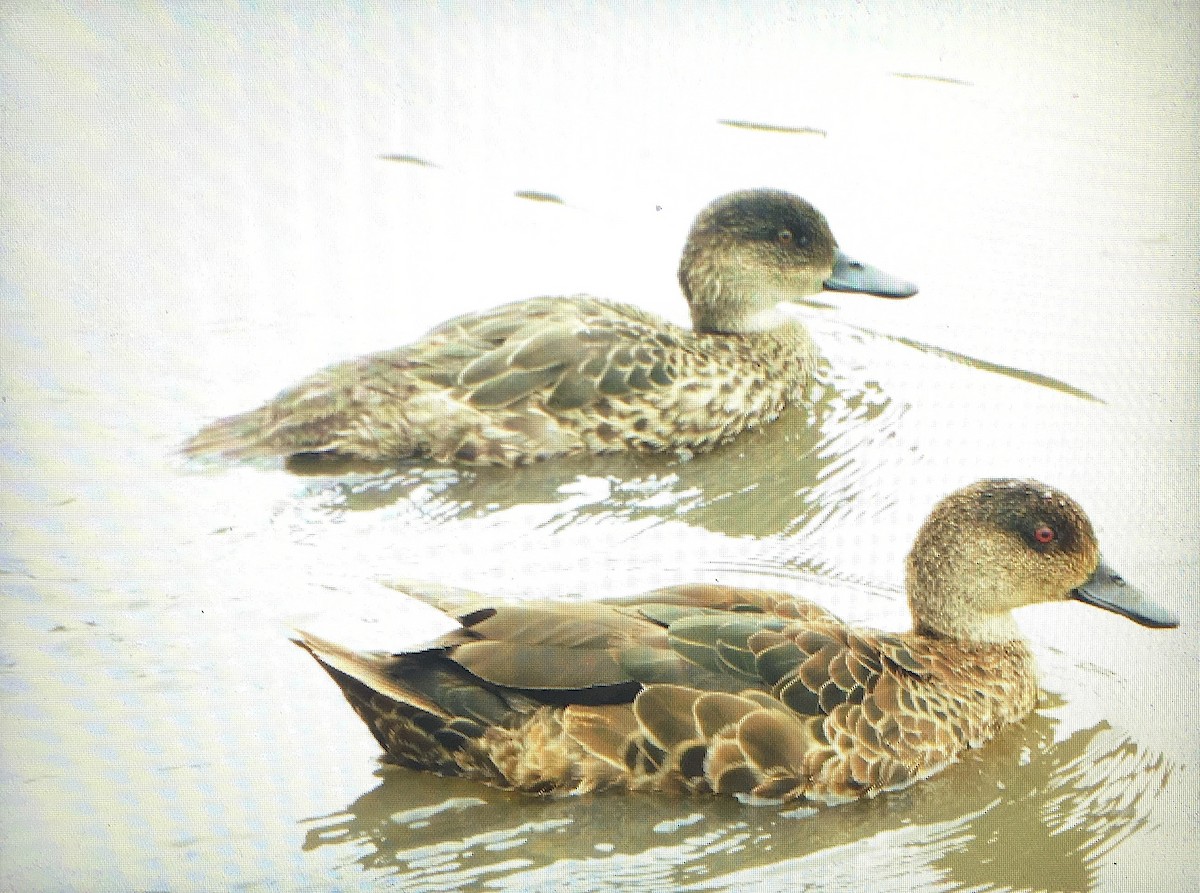 Gray x Chestnut Teal (hybrid) - ML390796521