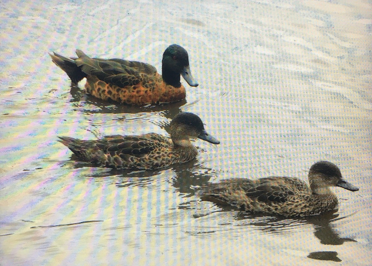 Gray x Chestnut Teal (hybrid) - ML390796621