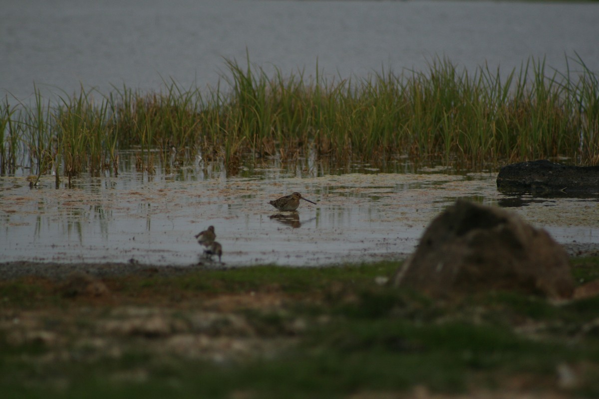 Common Snipe - ML390797681