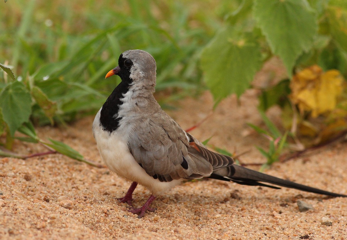 Namaqua Dove - ML390798971