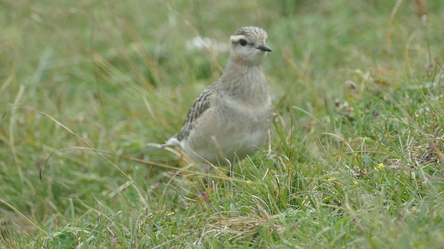 Eurasian Dotterel - ML390799131