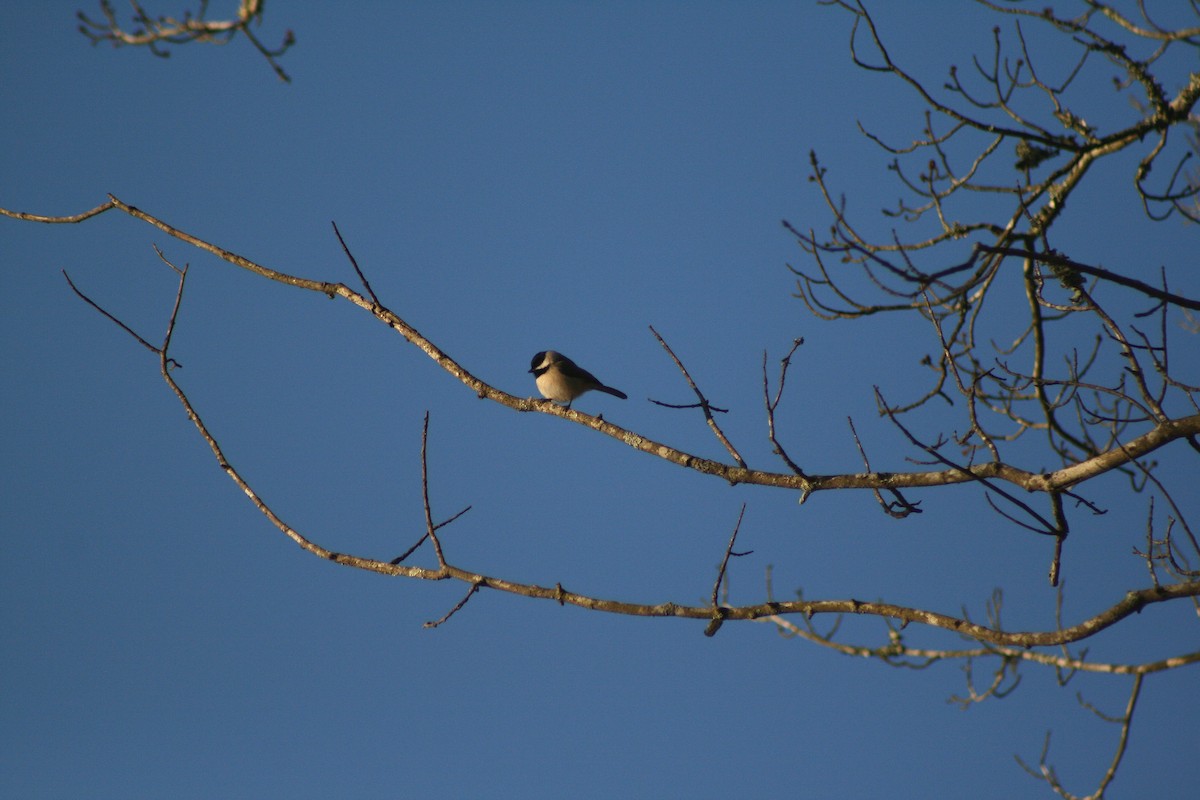 Carolina Chickadee - ML390799521