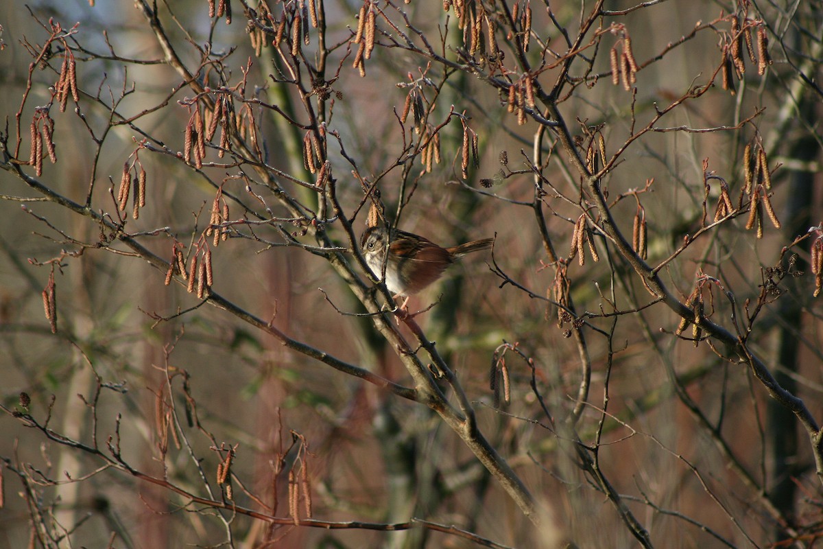 Swamp Sparrow - ML390799591