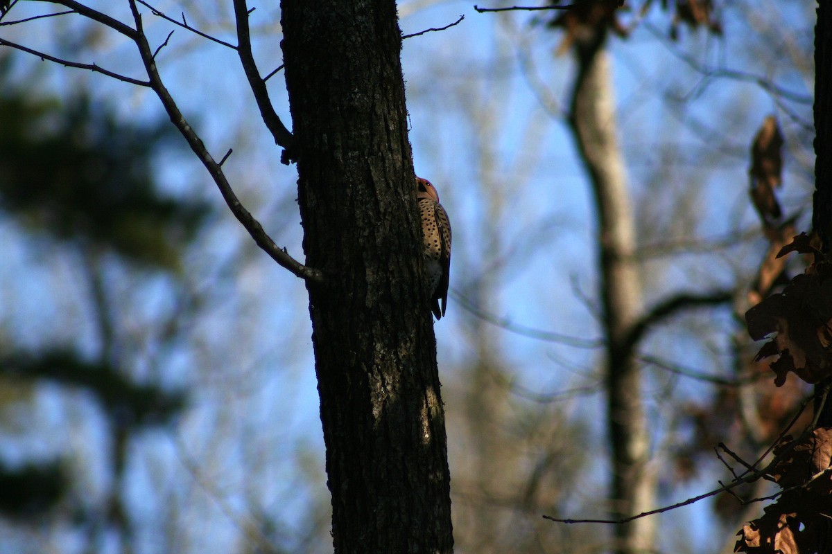 Northern Flicker - ML390799601