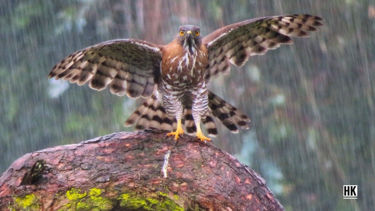 Crested Goshawk - ML390800861