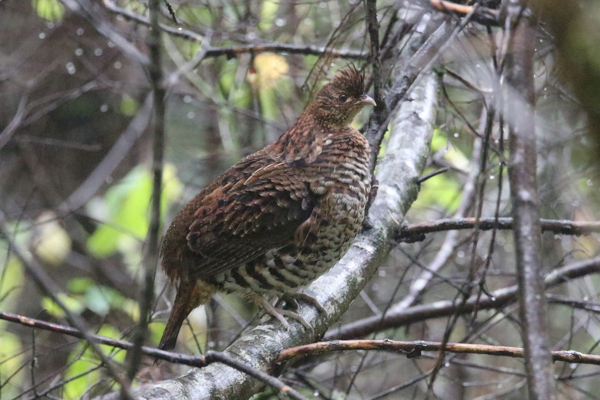 Ruffed Grouse - ML390802001