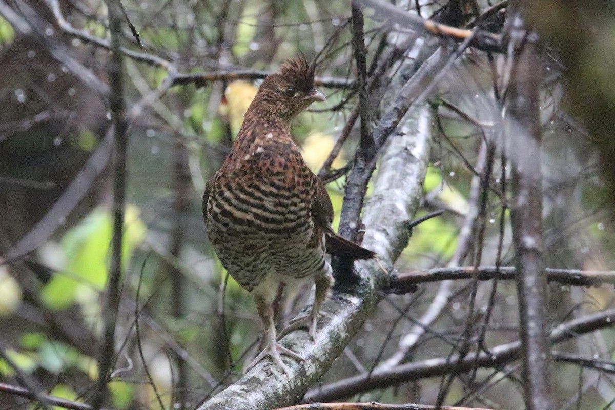 Ruffed Grouse - ML390802141