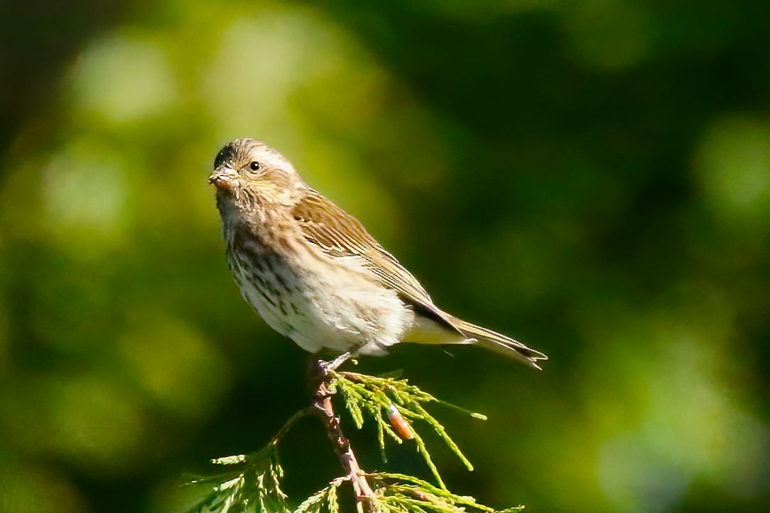 Pine Siskin - ML390803051