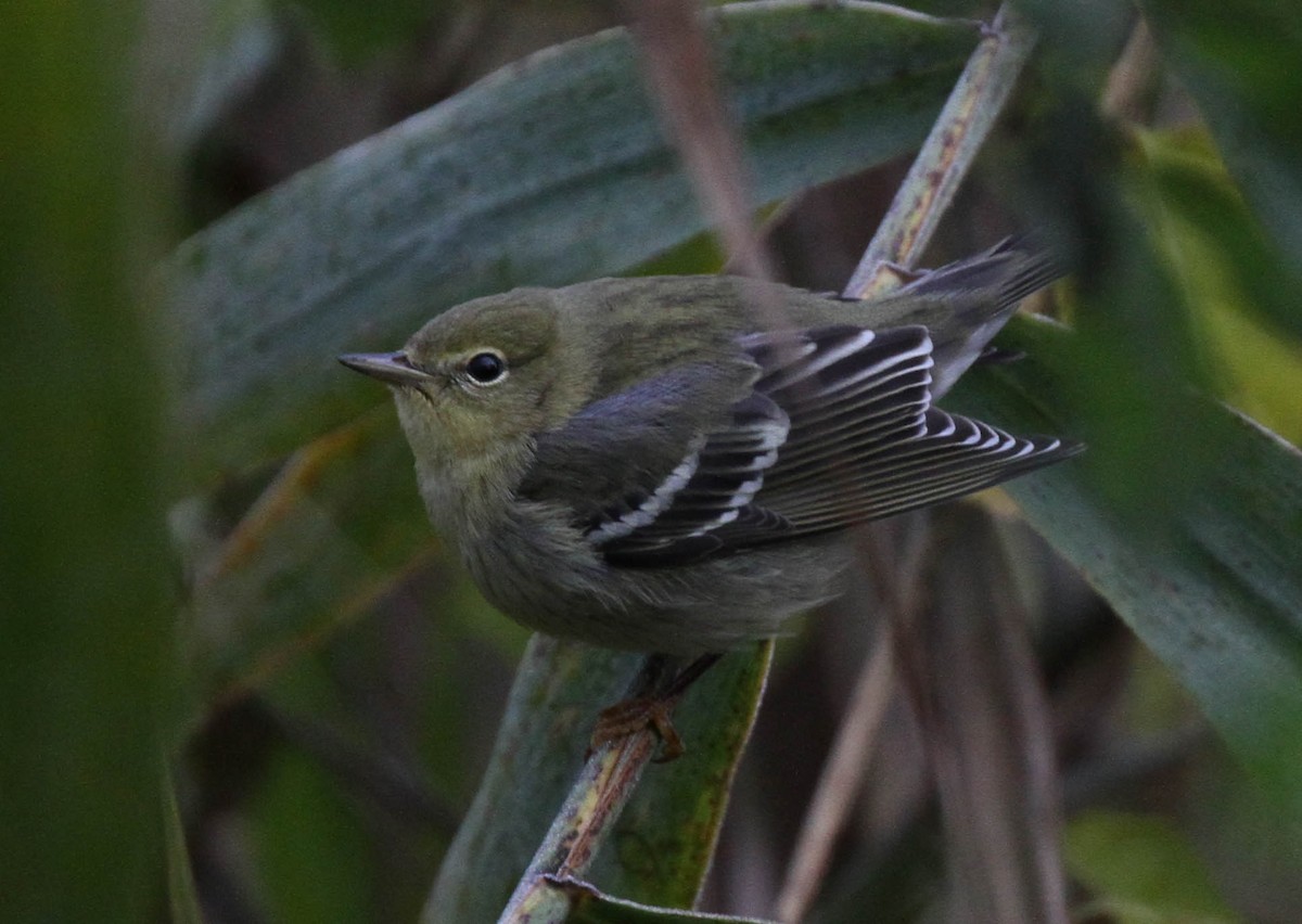 Blackpoll Warbler - ML39080311