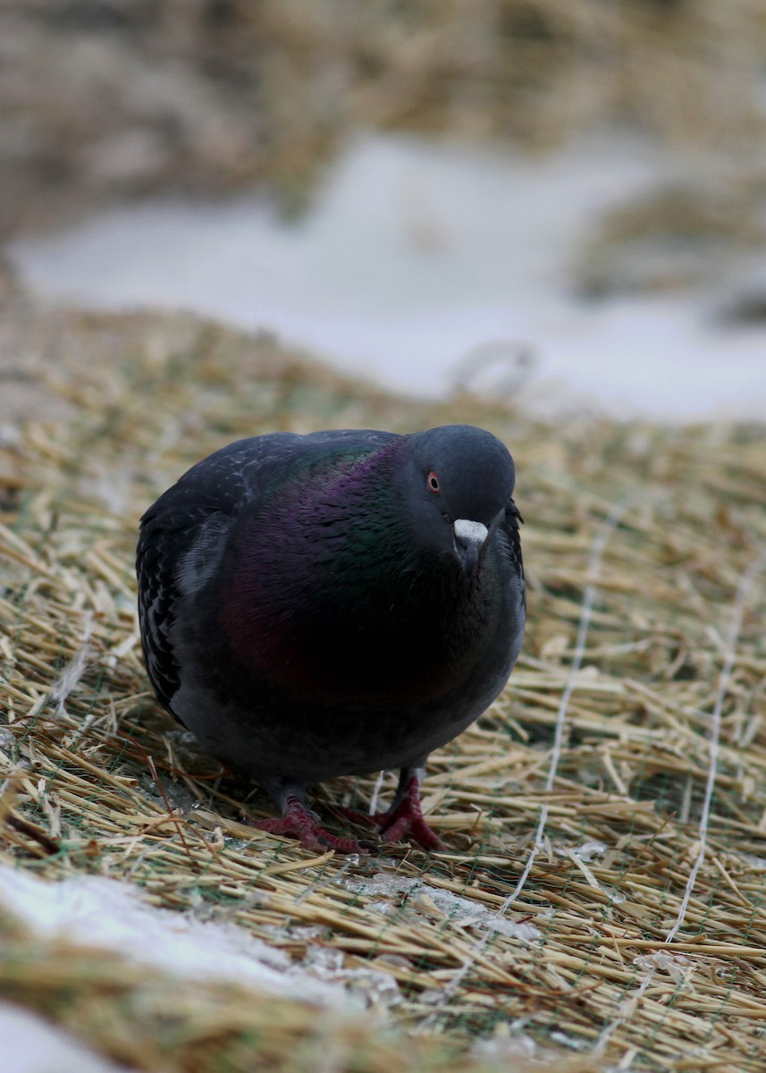 Rock Pigeon (Feral Pigeon) - ML390803691