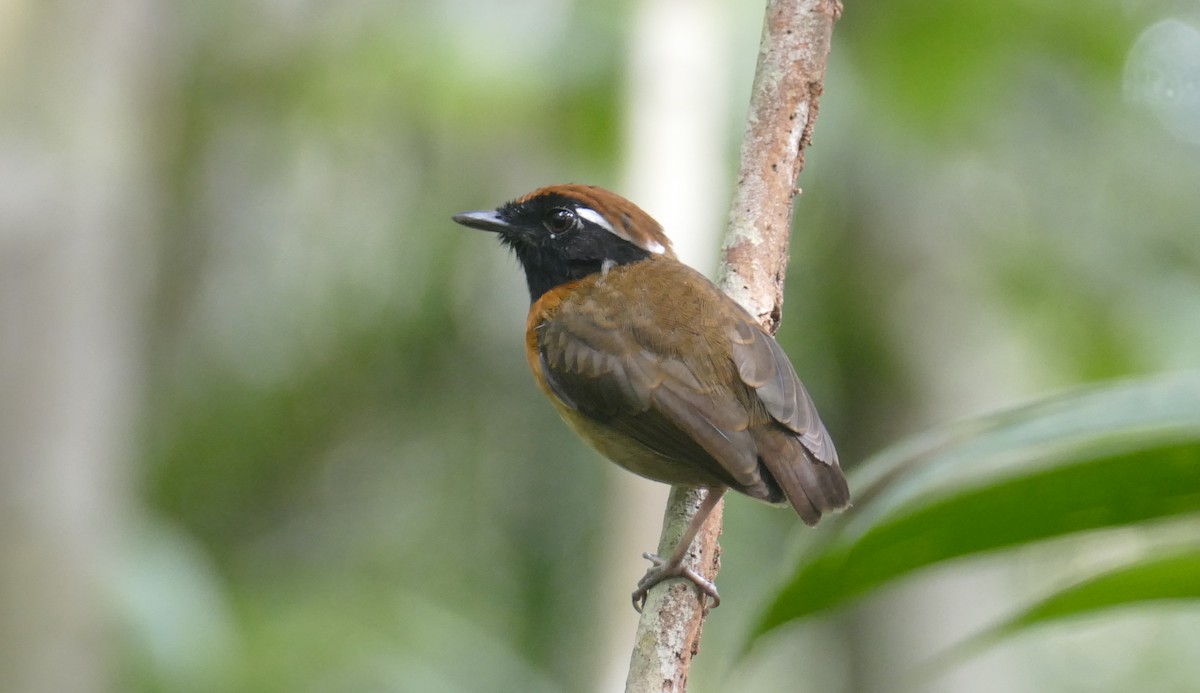 Chestnut-belted Gnateater - Jérôme Fischer