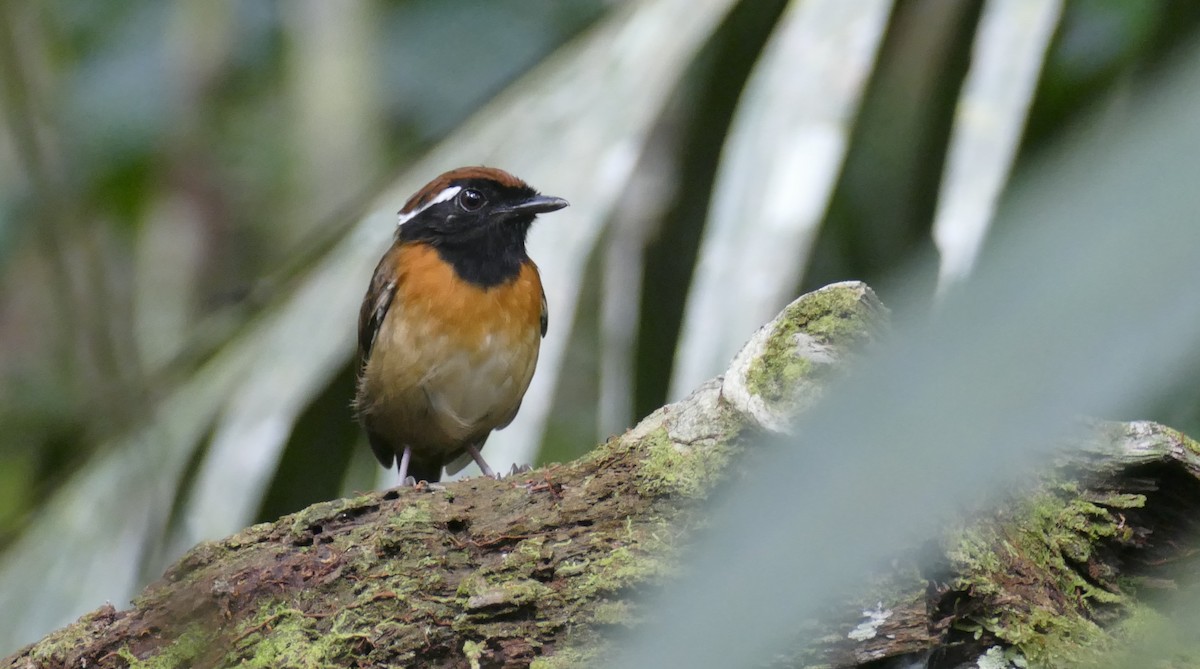 Chestnut-belted Gnateater - Jérôme Fischer