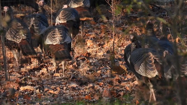 Wild Turkey - ML390805201