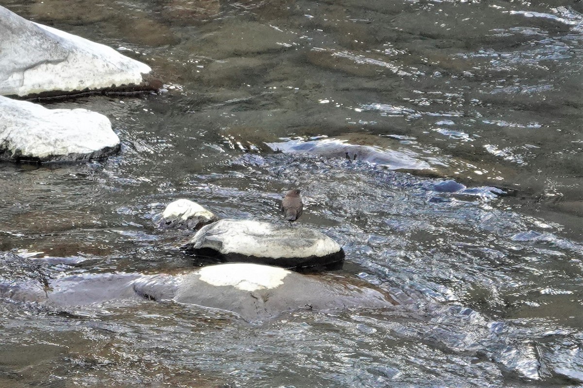 Brown Dipper - ML390805401