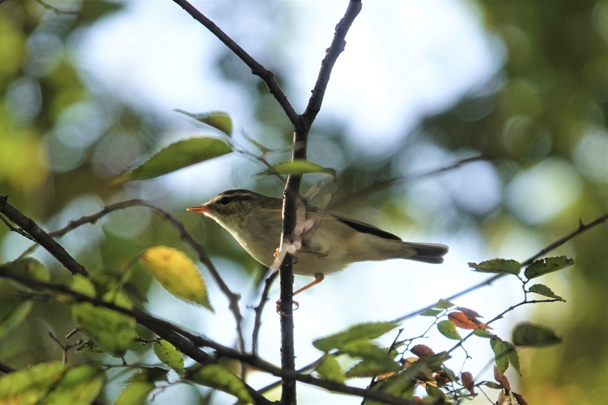 Arctic Warbler - ML390805441