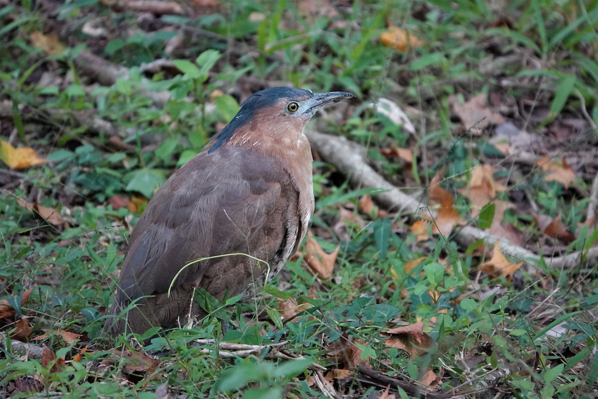 Malayan Night Heron - ML390805711