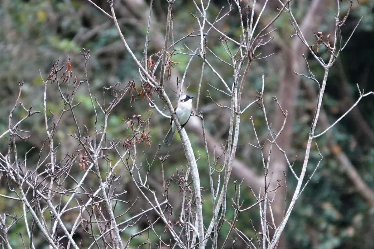 Light-vented Bulbul - ML390805721