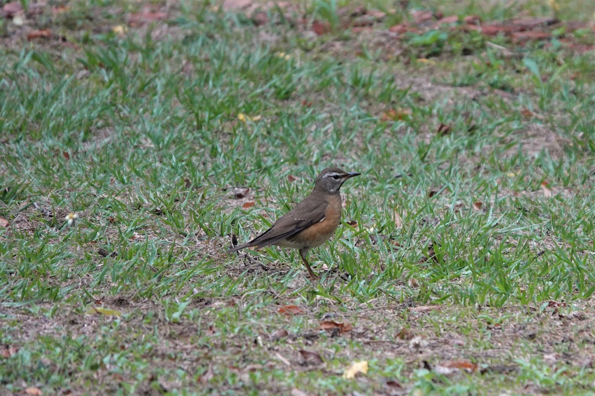 Eyebrowed Thrush - ML390805731