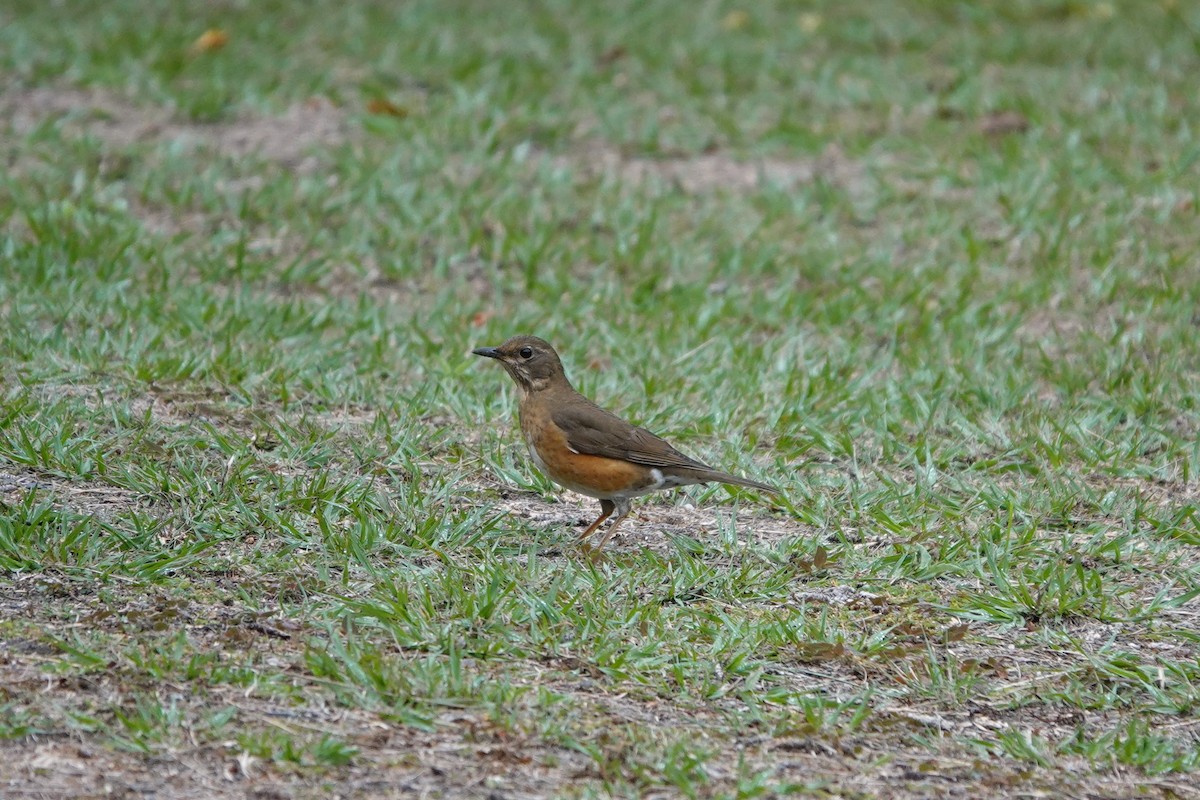 Brown-headed Thrush - ML390805751