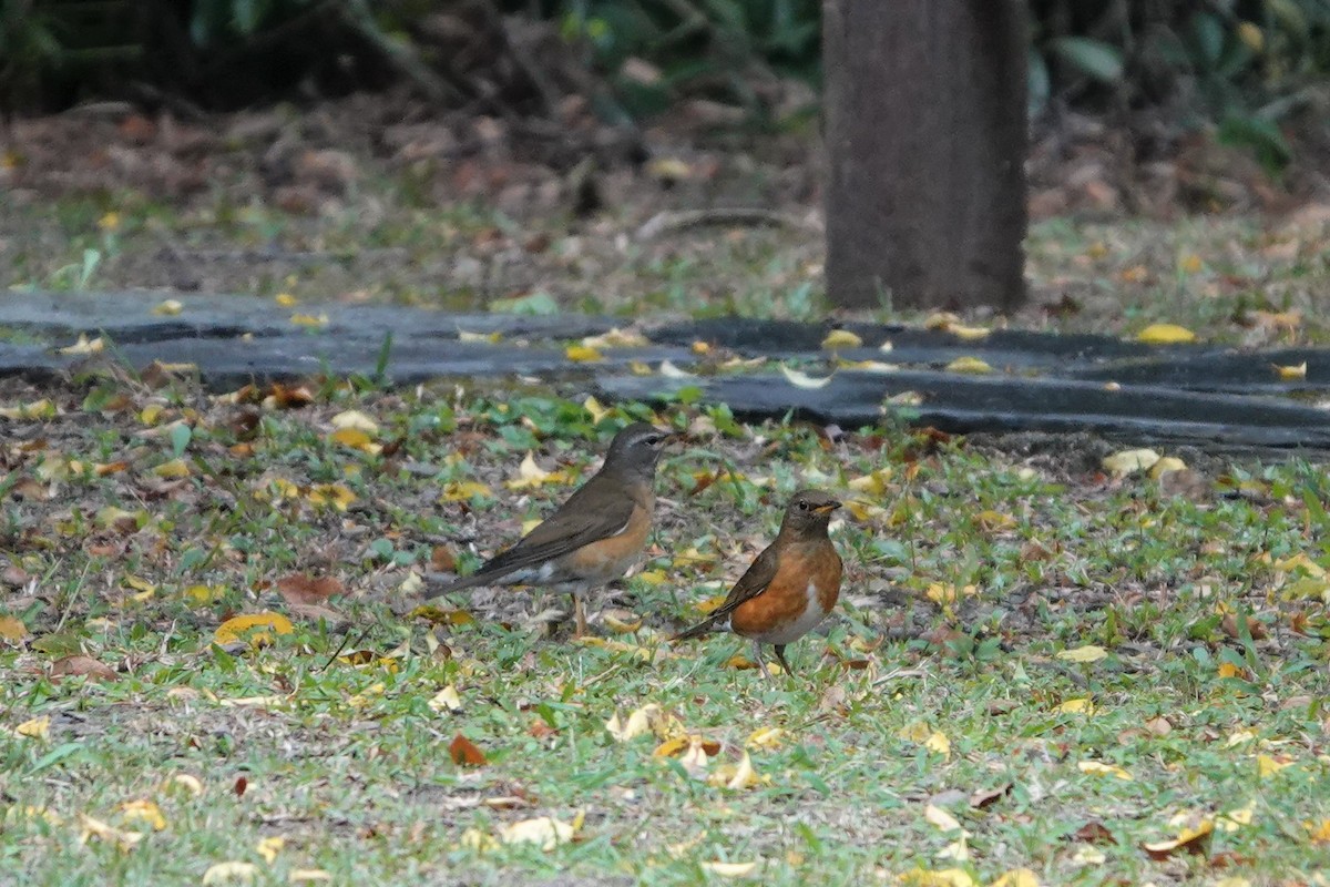 Eyebrowed Thrush - ML390805761