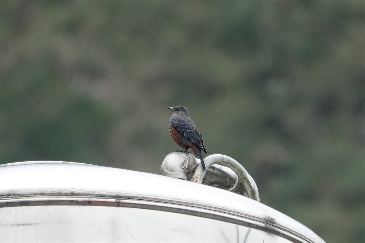 Blue Rock-Thrush - ML390805801