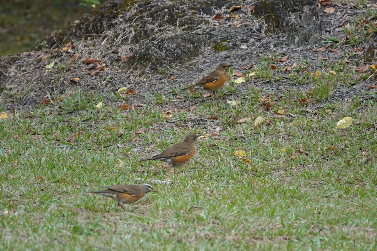 Brown-headed Thrush - ML390805841