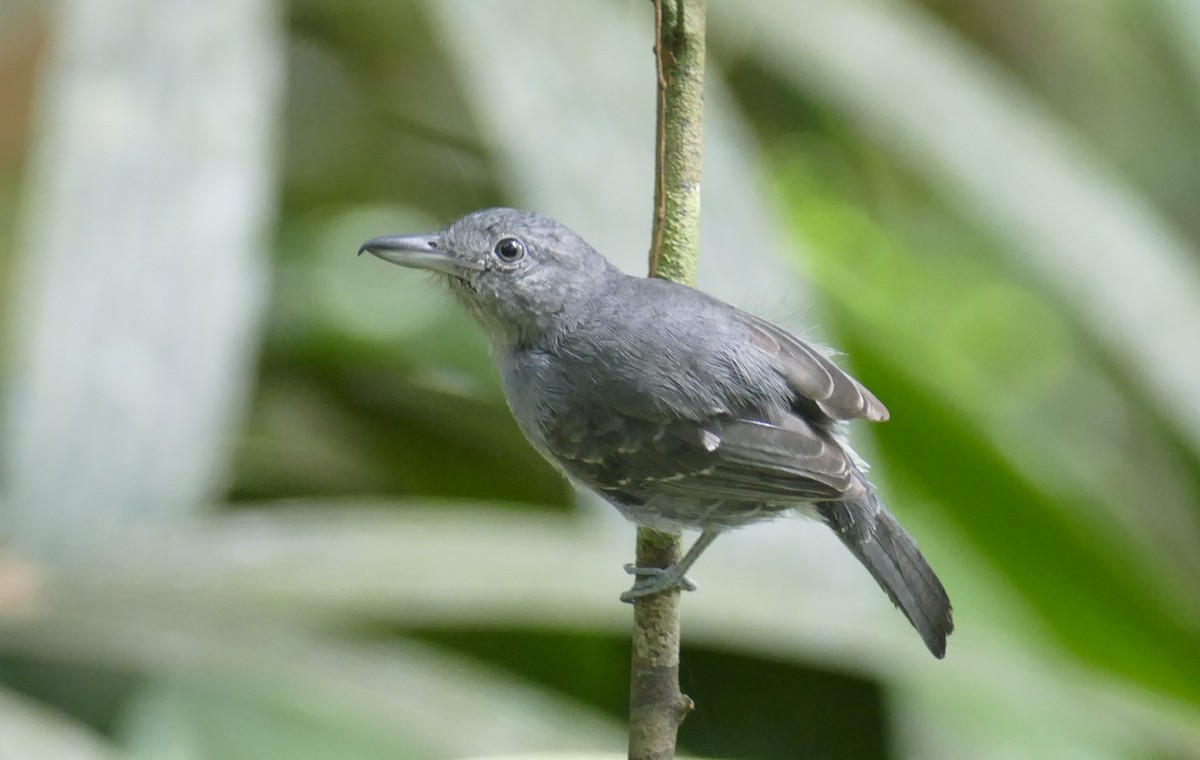 Mouse-colored Antshrike - ML390806571