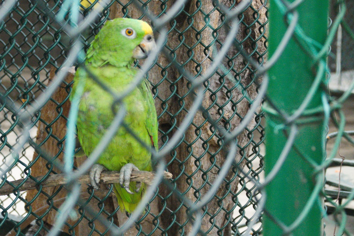 Yellow-crowned Parrot - ML390808761