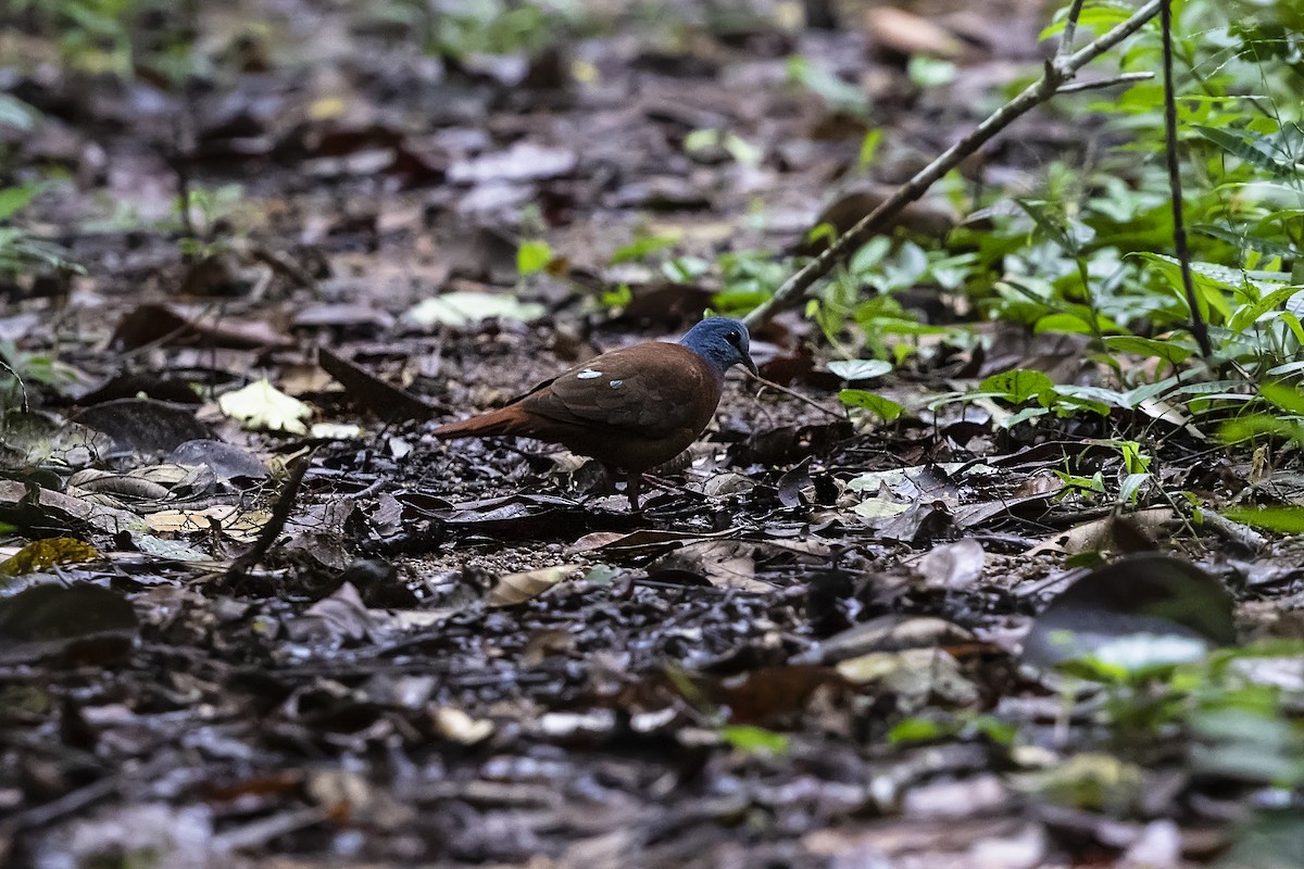 Blue-headed Wood-Dove - ML390811181