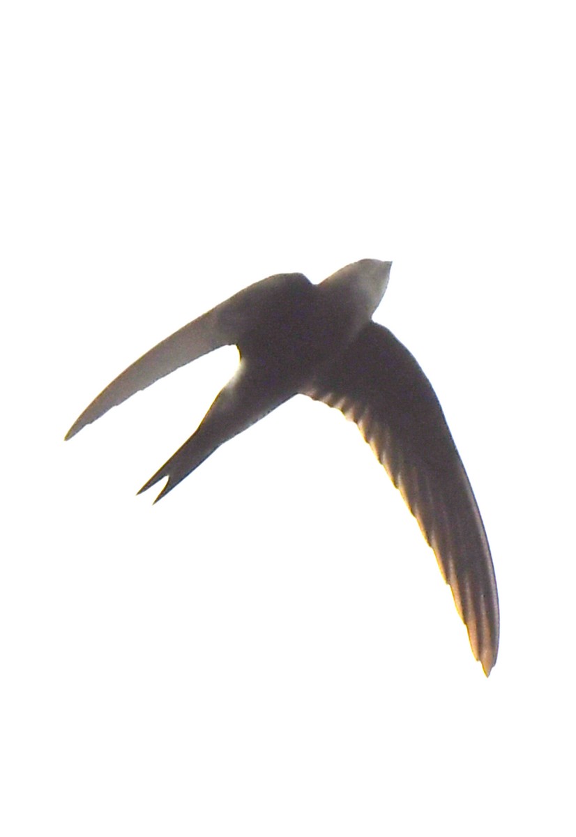 Pacific Swift - norman wu