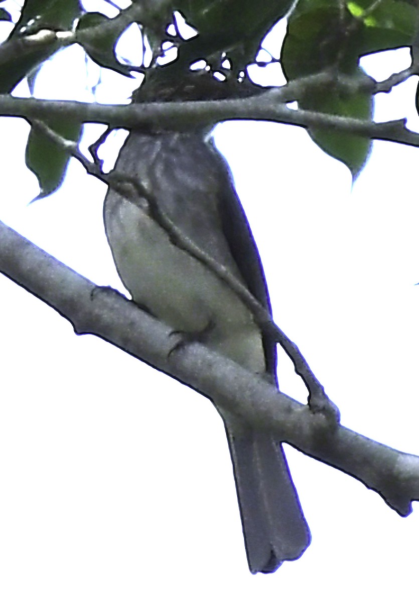 Streaked Bulbul - ML390812081