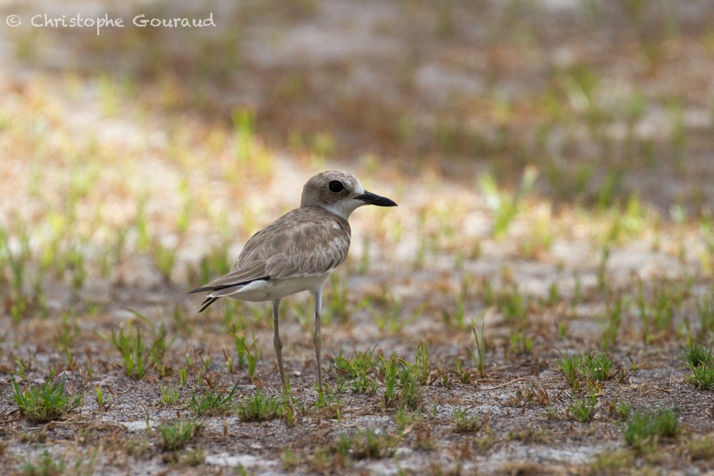 Greater Sand-Plover - ML390813011