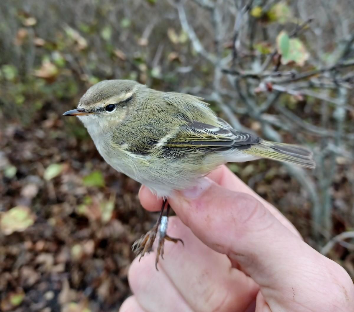 Hume's Warbler (Western) - ML390813161