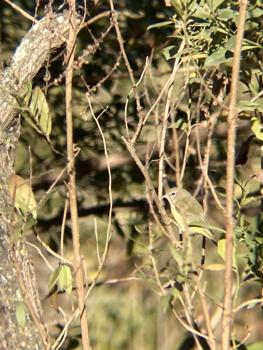 Orange-crowned Warbler - ML390813651