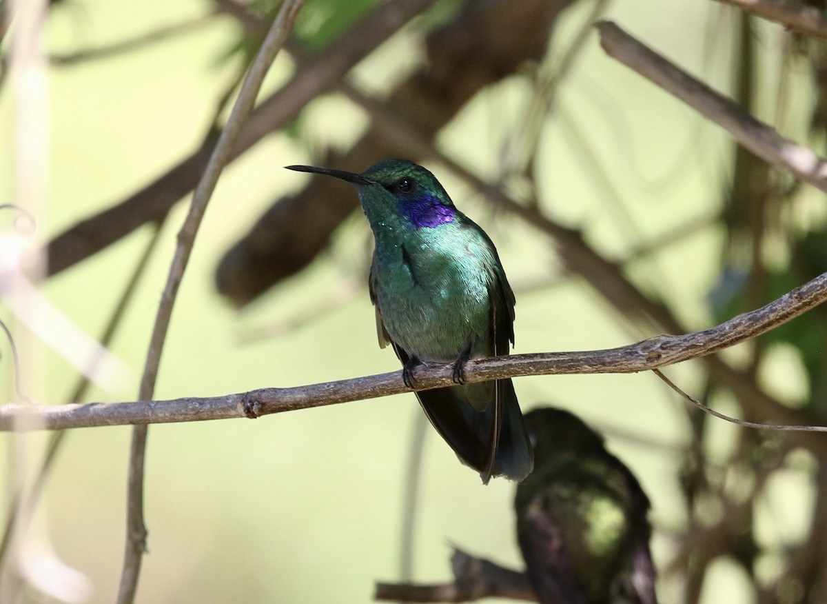 Berg-Veilchenohrkolibri - ML390813991