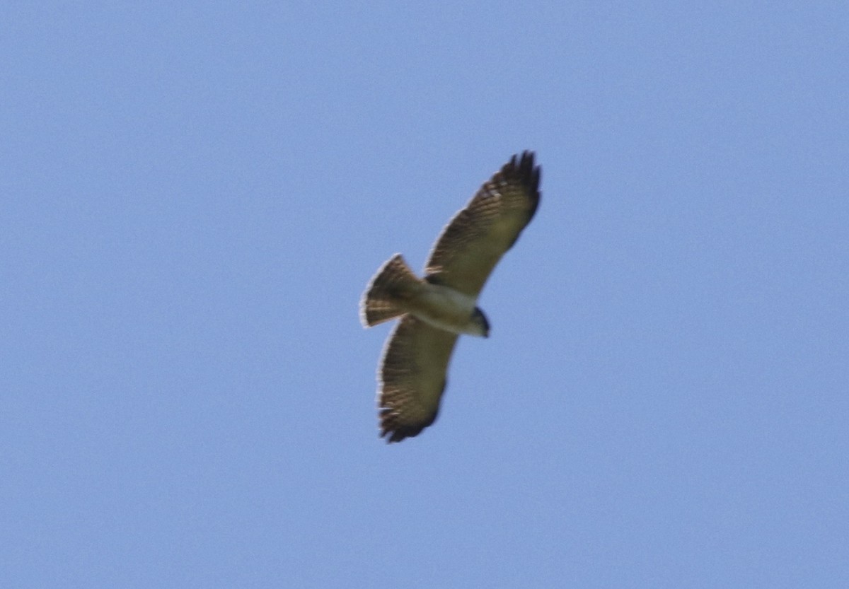 Short-tailed Hawk - ML390814481