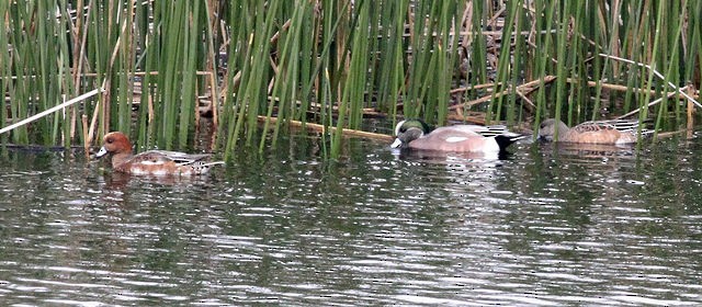 Eurasian Wigeon - ML39081661